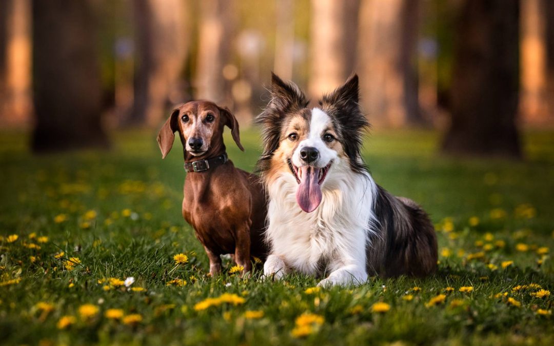 tacskó és border collie fine art kutyafotózás