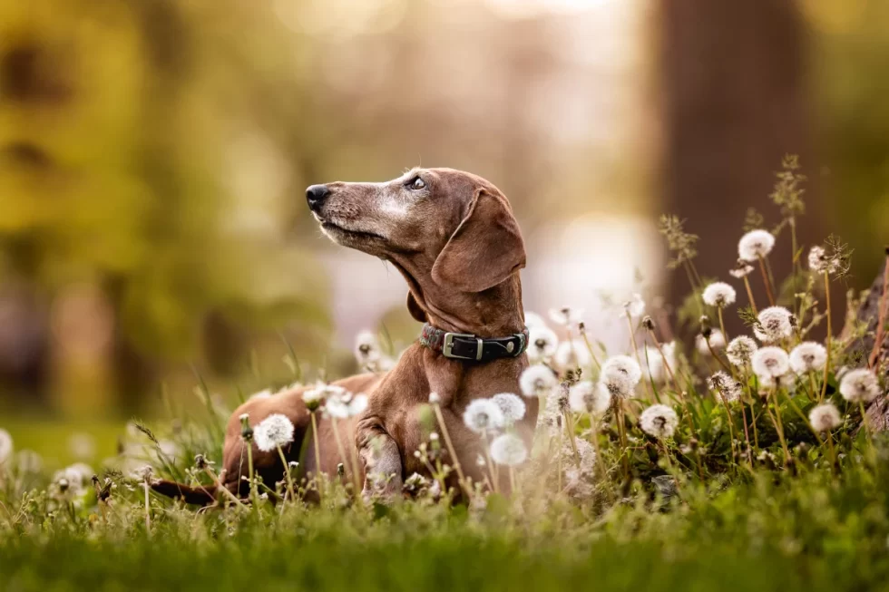 fine art kutyafotózás Kecskemét