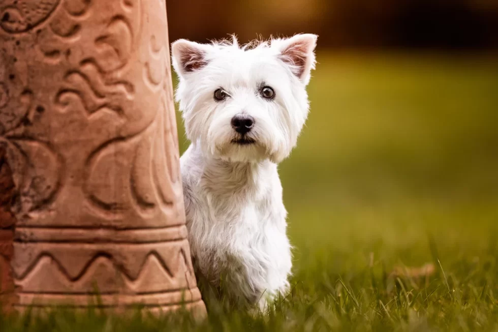 fine art kutyafotózás