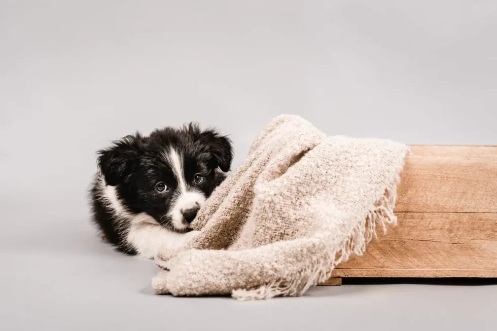 fine art kutyafotózás