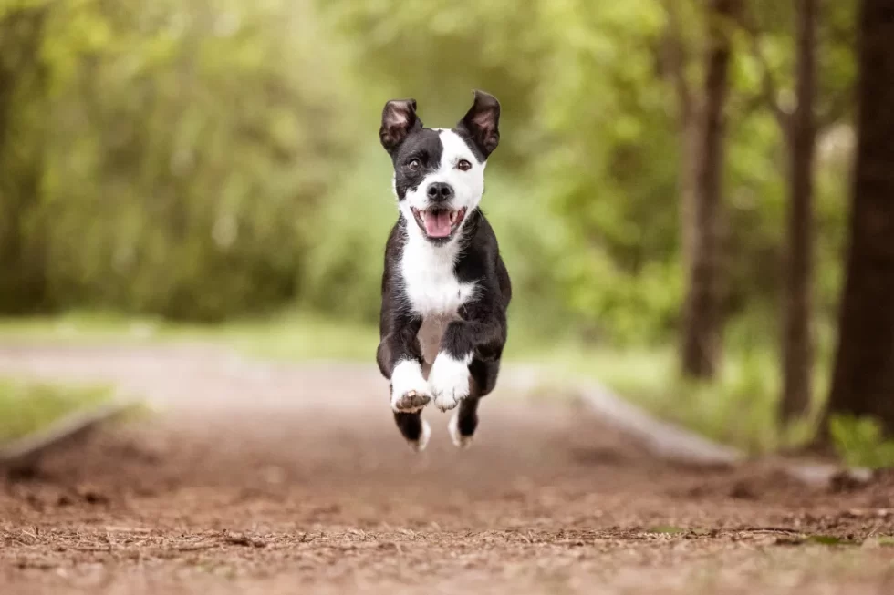 fine art kutyafotózás mozgás közben