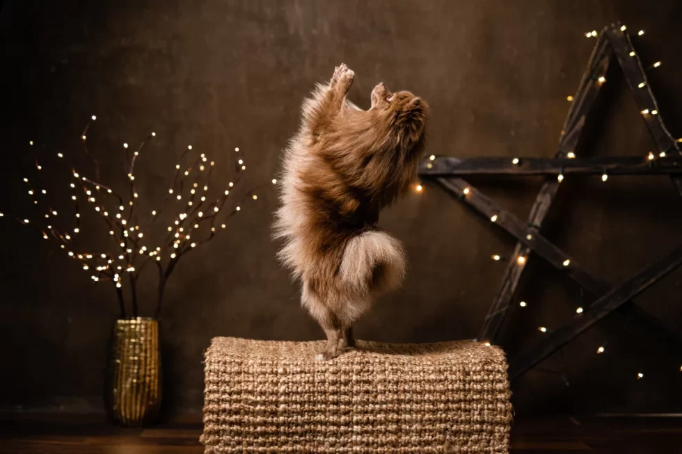 fine art kutyafotózás