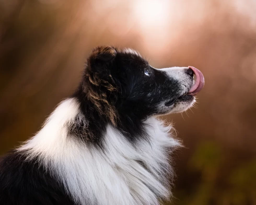 fine art kutyafotózás