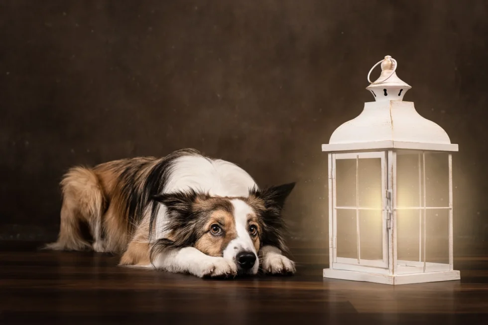 Luxus fine art kutyafotózás beltérben – ikonikus, időtálló fotókkal.