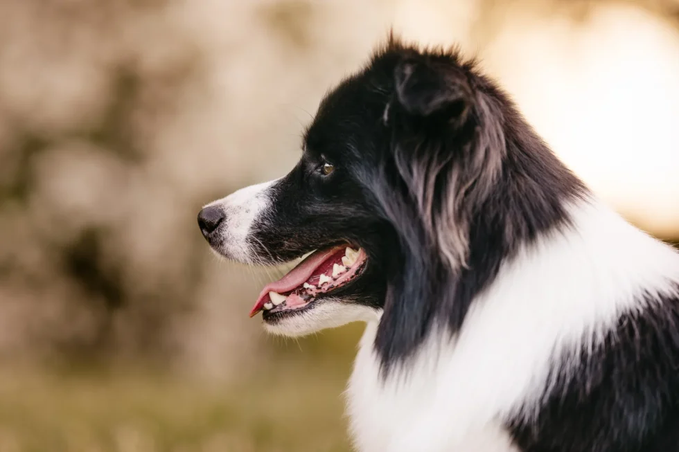 Kutyafotózás szabadban Kecskeméten – border collie portré természetes fényben