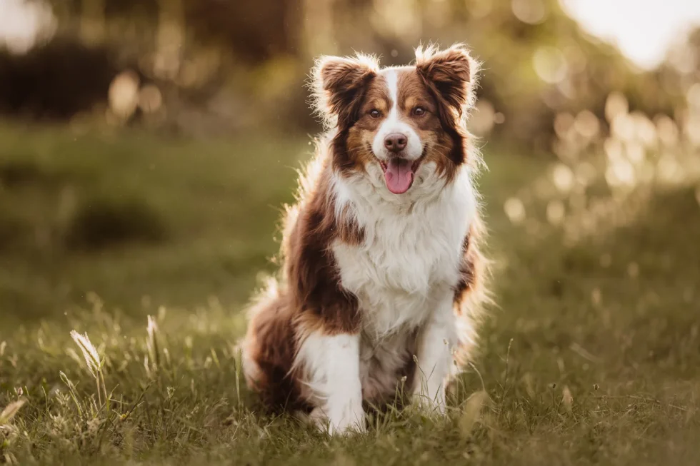 fine art családi kutyafotózás prémium minőségben és élménnyel