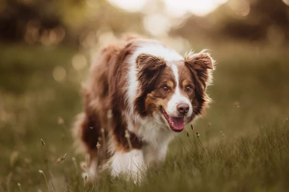 fine art családi kutyafotózás prémium minőségben és élménnyel