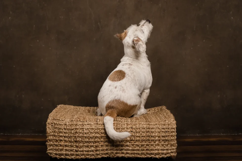 Egyedi fine art kutyafotózás ajándékba – exkluzív élmény gazdiknak.