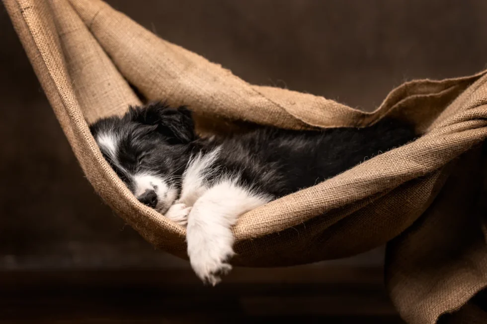 fine art kutyaportré - border collie kölyök fotózása