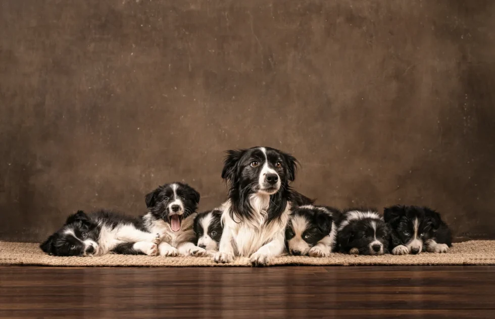 fine art kutyaportré - border collie család művészi képeken