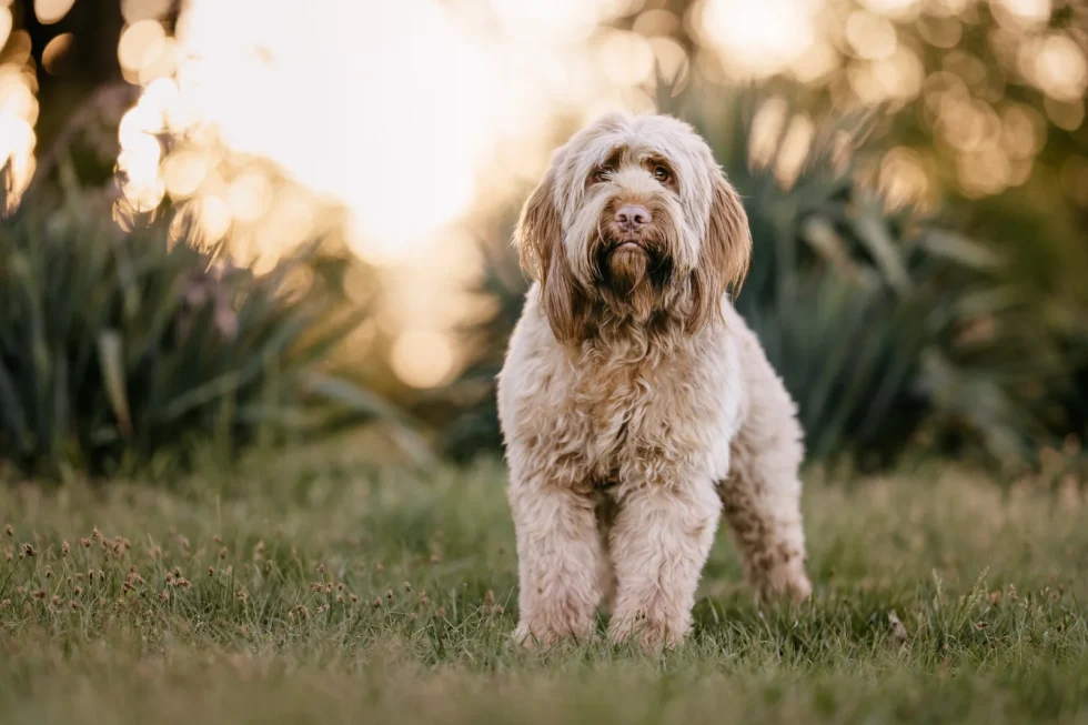 Egyedi fine art kutyaportré ajándékba – exkluzív élmény gazdiknak.