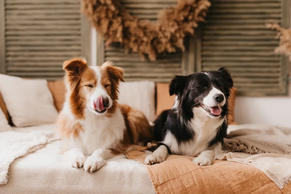 Fine art kutyafotózás Kecskeméten – minőségi idő kedvenceddel kreatív fotókon