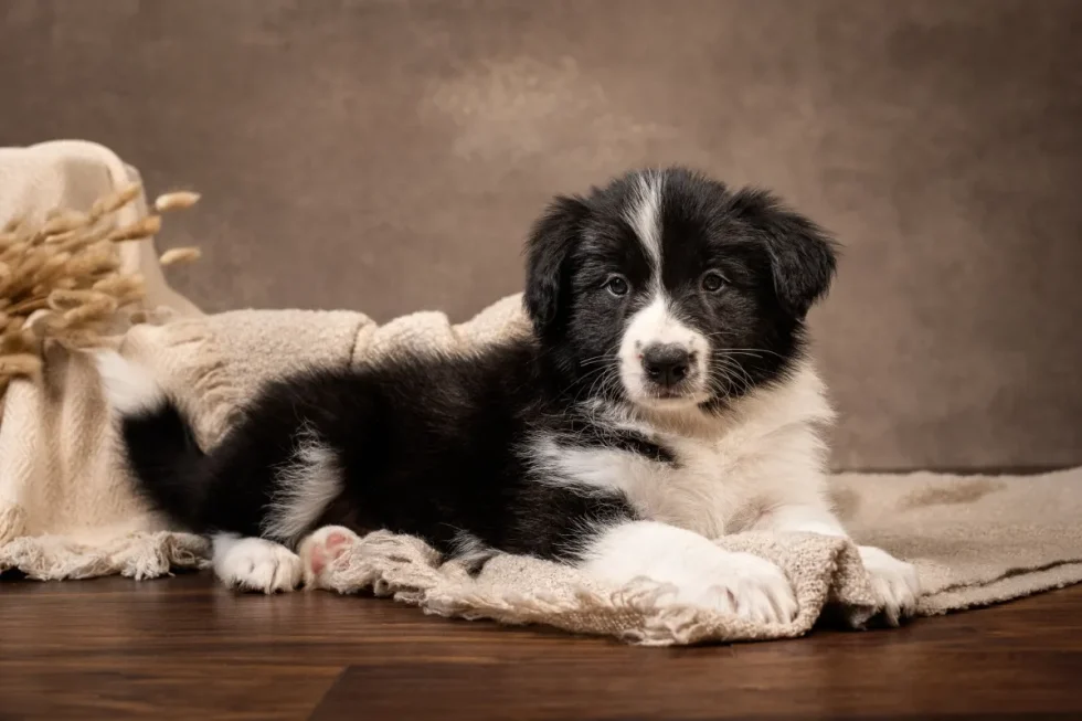 Kutyafotózás Kecskemét