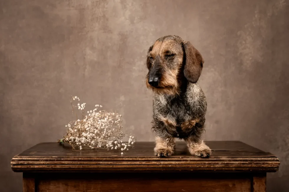 Kutyafotózás Kecskemét