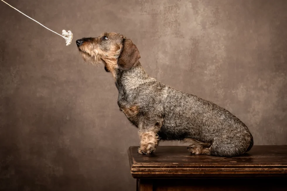 Kutyafotózás Kecskemét