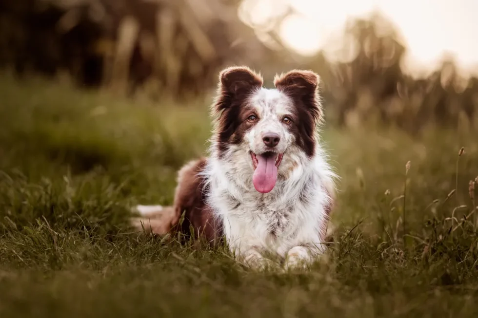 Kutyafotózás Kecskemét