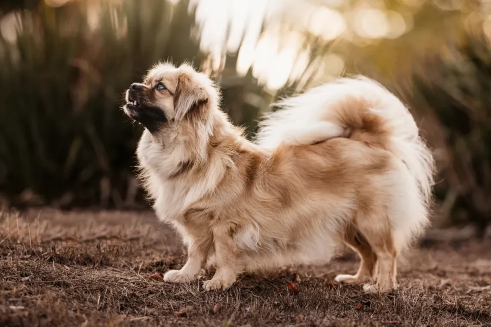 Kutyafotózás Kecskemét