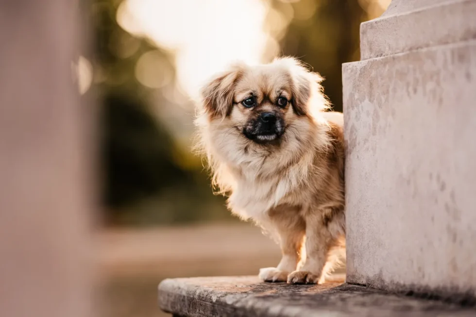 Kutyafotózás Kecskemét