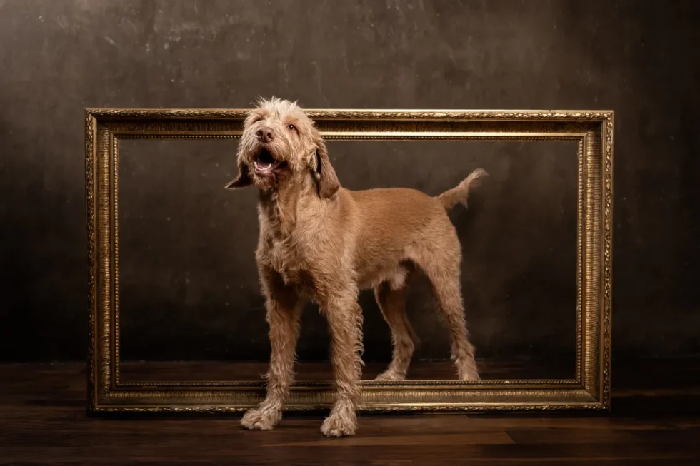 Kutyafotózás Kecskemét