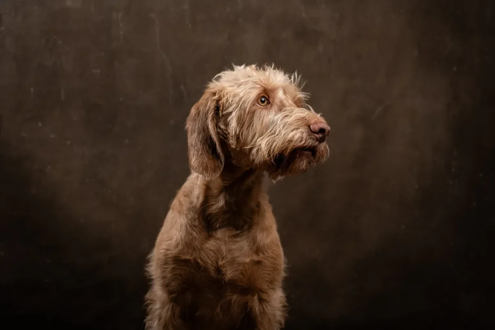 Kutyafotózás Kecskemét